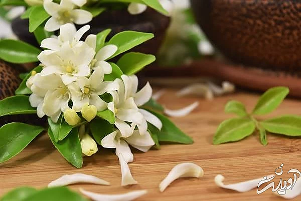 خواص گل یاسمن